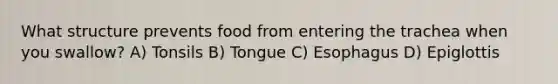 What structure prevents food from entering the trachea when you swallow? A) Tonsils B) Tongue C) Esophagus D) Epiglottis