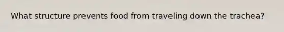 What structure prevents food from traveling down the trachea?