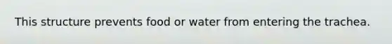 This structure prevents food or water from entering the trachea.