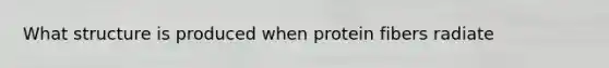 What structure is produced when protein fibers radiate