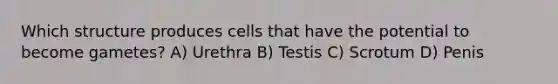 Which structure produces cells that have the potential to become gametes? A) Urethra B) Testis C) Scrotum D) Penis