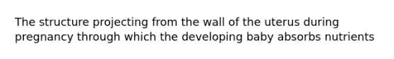 The structure projecting from the wall of the uterus during pregnancy through which the developing baby absorbs nutrients