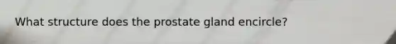 What structure does the prostate gland encircle?