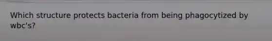 Which structure protects bacteria from being phagocytized by wbc's?