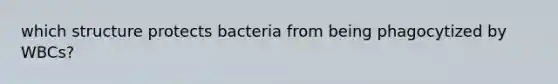 which structure protects bacteria from being phagocytized by WBCs?