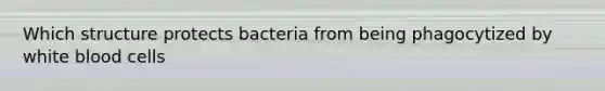 Which structure protects bacteria from being phagocytized by white blood cells