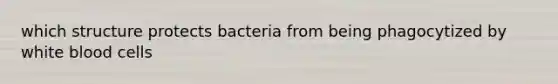 which structure protects bacteria from being phagocytized by white blood cells