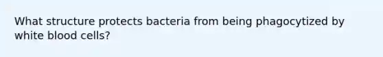 What structure protects bacteria from being phagocytized by white blood cells?