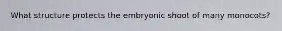 What structure protects the embryonic shoot of many monocots?​