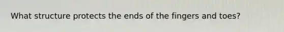 What structure protects the ends of the fingers and toes?