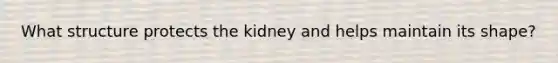 What structure protects the kidney and helps maintain its shape?