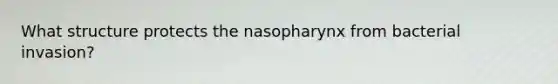 What structure protects the nasopharynx from bacterial invasion?