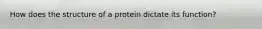 How does the structure of a protein dictate its function?
