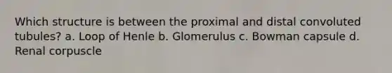 Which structure is between the proximal and distal convoluted tubules? a. Loop of Henle b. Glomerulus c. Bowman capsule d. Renal corpuscle