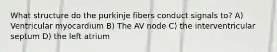 What structure do the purkinje fibers conduct signals to? A) Ventricular myocardium B) The AV node C) the interventricular septum D) the left atrium