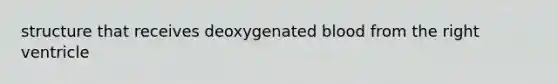 structure that receives deoxygenated blood from the right ventricle