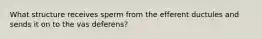 What structure receives sperm from the efferent ductules and sends it on to the vas deferens?