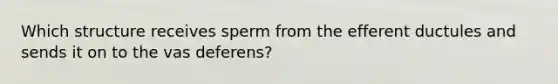 Which structure receives sperm from the efferent ductules and sends it on to the vas deferens?