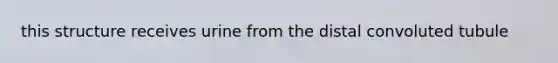 this structure receives urine from the distal convoluted tubule