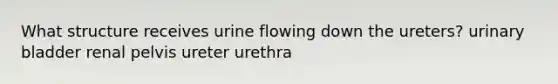 What structure receives urine flowing down the ureters? urinary bladder renal pelvis ureter urethra