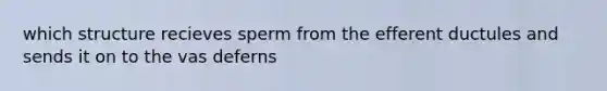 which structure recieves sperm from the efferent ductules and sends it on to the vas deferns