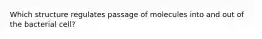 Which structure regulates passage of molecules into and out of the bacterial cell?