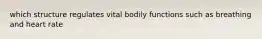 which structure regulates vital bodily functions such as breathing and heart rate