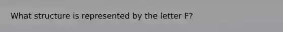 What structure is represented by the letter F?