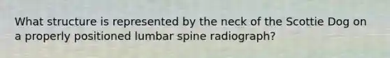 What structure is represented by the neck of the Scottie Dog on a properly positioned lumbar spine radiograph?