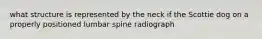 what structure is represented by the neck if the Scottie dog on a properly positioned lumbar spine radiograph