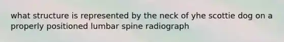 what structure is represented by the neck of yhe scottie dog on a properly positioned lumbar spine radiograph