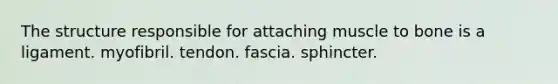 The structure responsible for attaching muscle to bone is a ligament. myofibril. tendon. fascia. sphincter.