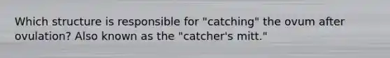 Which structure is responsible for "catching" the ovum after ovulation? Also known as the "catcher's mitt."