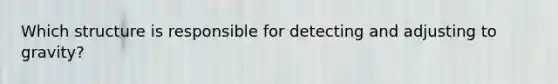 Which structure is responsible for detecting and adjusting to gravity?