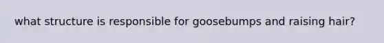 what structure is responsible for goosebumps and raising hair?