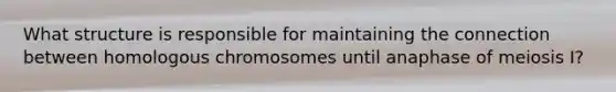 What structure is responsible for maintaining the connection between homologous chromosomes until anaphase of meiosis I?