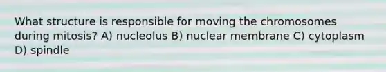 What structure is responsible for moving the chromosomes during mitosis? A) nucleolus B) nuclear membrane C) cytoplasm D) spindle