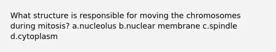 What structure is responsible for moving the chromosomes during mitosis? a.nucleolus b.nuclear membrane c.spindle d.cytoplasm