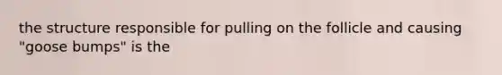 the structure responsible for pulling on the follicle and causing "goose bumps" is the