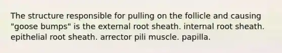 The structure responsible for pulling on the follicle and causing "goose bumps" is the external root sheath. internal root sheath. epithelial root sheath. arrector pili muscle. papilla.