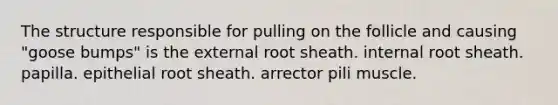 The structure responsible for pulling on the follicle and causing "goose bumps" is the external root sheath. internal root sheath. papilla. epithelial root sheath. arrector pili muscle.