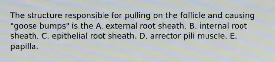 The structure responsible for pulling on the follicle and causing "goose bumps" is the A. external root sheath. B. internal root sheath. C. epithelial root sheath. D. arrector pili muscle. E. papilla.