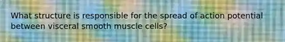 What structure is responsible for the spread of action potential between visceral smooth muscle cells?