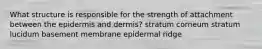 What structure is responsible for the strength of attachment between the epidermis and dermis? stratum corneum stratum lucidum basement membrane epidermal ridge