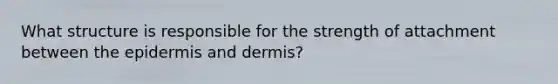 What structure is responsible for the strength of attachment between the epidermis and dermis?