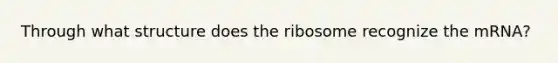 Through what structure does the ribosome recognize the mRNA?