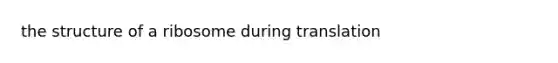 the structure of a ribosome during translation