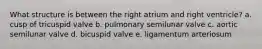 What structure is between the right atrium and right ventricle? a. cusp of tricuspid valve b. pulmonary semilunar valve c. aortic semilunar valve d. bicuspid valve e. ligamentum arteriosum