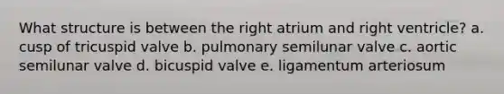 What structure is between the right atrium and right ventricle? a. cusp of tricuspid valve b. pulmonary semilunar valve c. aortic semilunar valve d. bicuspid valve e. ligamentum arteriosum