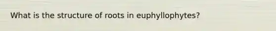 What is the structure of roots in euphyllophytes?